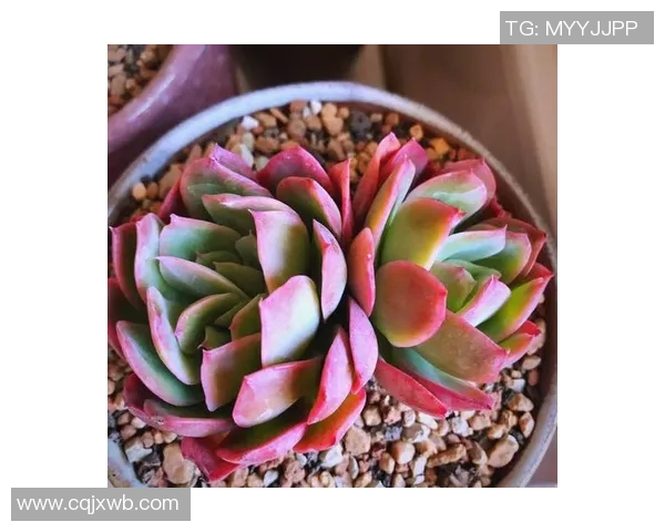 花卉种植技巧与经验分享：从土壤选择到日常护理的全面指南